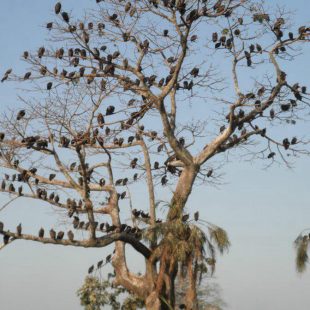 Ensaio sobre a vassalagem